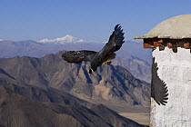 Tibetan eared pheasant {Crossoptilon harmani} taking flight from building, sequence 3/4, Xiongse nunnery, Tibet, March 07, 'Wild China' series