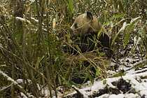 Wild Giant panda {Ailuropoda melanoleuca} amongst Bamboo, eating, Changqing reserve, Qinling mountains, China December 06, 'Wild China' series