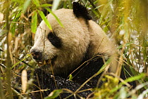 Wild Giant panda {Ailuropoda melanoleuca} eating Bamboo, Changqing reserve, Qinling mountains, China, December 06, 'Wild China' series