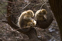 Sichuan golden snub-nosed monkeys {Rhinopithecus roxellana} in tree, Zhouzhe reserve, Qinling mountains, December 06, China. 'Wild China' series