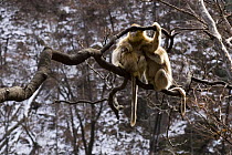 Sichuan golden snub-nosed monkey {Rhinopithecus roxellana} family on branch, Zhouzhe reserve, Qinling mountains, December 06, China. 'Wild China' series