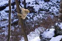 Young Sichuan golden snub-nosed monkey {Rhinopithecus roxellana} climbing tree, Zhouzhe reserve, Qinling mountains, December 06, China, 'Wild China' series