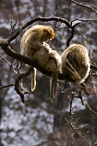 Sichuan golden snub-nosed monkeys {Rhinopithecus roxellana} grooming on branch, Zhouzhe reserve, Qinling mountains, China, December 06,  'Wild China' series