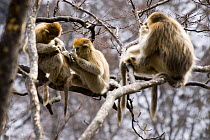 Group of Sichuan golden snub-nosed monkeys {Rhinopithecus roxellana} grooming in tree, Zhouzhe reserve, Qinling mountains, China, December 06, 'Wild China' series