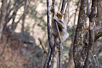 Golden snub nosed monkey {Rhinopithecus roxellana} gnawing tree trunk, Zhouzhe reserve, Qinling mountains, December 06, China, 'Wild China' series