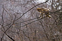 Golden snub nosed monkey {Rhinopithecus roxellana} climbing on branch, Zhouzhe reserve, Qinling mountains,China, December 06, 'Wild China' series