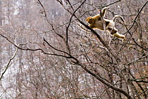 Sichuan golden snub-nosed monkey {Rhinopithecus roxellana} jumping between branches, sequence 1/3, Zhouzhe reserve, Qinling mountains, China, December 06, 'Wild China' series