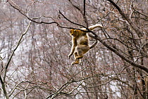 Sichuan golden snub-nosed monkey {Rhinopithecus roxellana} jumping between branches, sequence 2/3, Zhouzhe reserve, Qinling mountains, China, December 06. 'Wild China' series