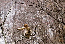 Sichuan golden snub-nosed monkey {Rhinopithecus roxellana} jumping between branches, sequence 3/3, Zhouzhe reserve, Qinling mountains, China, December 06, 'Wild China' series