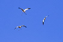 Three Black necked cranes {Grus nigricollis} in flight, Yarlung valley, Tibet, March 07, 'Wild China' series
