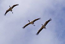Three Black necked cranes {Grus nigricollis} in flight, Yarlung valley, Tibet, March 07, Wild China