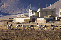 Flock of Black necked cranes {Grus nigricollis} feeding in farmland, Yarlung valley, Tibet, March 07, 'Wild China' series
