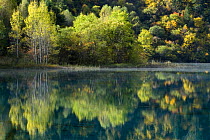 Trees and reflection in water, Juizhaigou national reserve, UNESCO world heritage site, Sichuan province, China, October 06, 'Wild China' series
