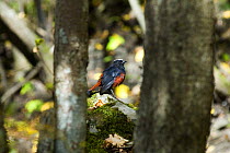 White capped redstart {Chaimarrornis leucocephalus} perching on rocks between trees, Juizhaigou national reserve, UNESCO world heritage site, Sichuan province, China, October 06, 'Wild China' series