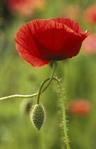 Common poppy (Papaver rhoeas) flower and bud, Germany