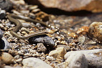 Hot Spring Snake (Thermophis baileyi) on shoreline. Yangpachen, Tibet