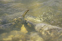 Hot Spring Snake (Thermophis baileyi) in thermal spring. Yangpachen, Tibet