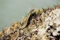 Hot Spring Snake (Thermophis baileyi) on shoreline of thermal spring. Yangpachen, Tibet