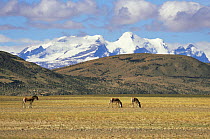 Tibetan wild asses / Kiang (Equus kiang) grazing, with snow-capped Himalayas in the background. Chang Tang, Western Tibet 2007