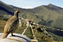 Himalayan snowcock (Tetraogallus tibetanus) with prayer flags and mountains in the background. Xiongse nunnery, Tibet, 2007