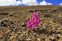 Red flower (Incarvillea mairei) endemic to Tibet, providing colour to the barren landscapes of the Tibetan Plateau. Chang Tang, Western Tibet 2007