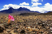 Red flower (Incarvillea mairei) endemic to Tibet, providing colour to the barren landscapes of the Tibetan Plateau. Chang Tang, Western Tibet 2007