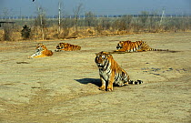 Siberian Tigers (Panthera tigris altaica) at Siberian Tiger Farm, Harbin, NE China