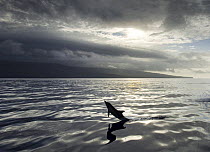 Silhouette of Common dolphin {Delphinus delphis} jumping at water surface, Azores