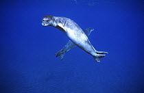 Mediterranean monk seals {Monachus monachus} Deserta island, Madeira,