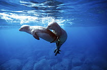 Mediterranean monk seals {Monachus monachus} pair mating, Deserta island, Madeira,