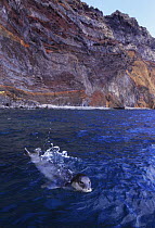 Mediterranean monk seal {Monachus monachus} at surface off Deserta island, Madeira,