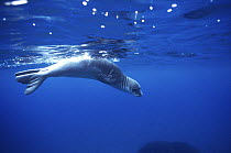 Portrait of Mediterranean monk seal {Monachus monachus} Deserta island, Madeira,