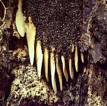 Honey Bees (Apis mellifera) on honey comb in a hollow tree, Surrey, UK