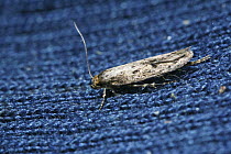 Brown House Moth (Hofmannophila pseudospretella) on woollen garment, Surrey, UK