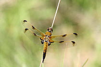 Four-spot Chaser Dragonfly (Libellula quadrimaculata) praenubil form, female, Surrey, UK