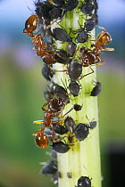 Red Ants (Myrmica rubra) collecting honeydew from Aphids on stem of Dock plant (Rumex sp) Surrey, UK
