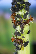 Red Ants (Myrmica rubra) collecting honeydew from Aphids on stem of Dock plant (Rumex sp) Surrey, UK