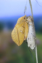 Drinker Moth (Euthrix potatoria) female recently emerged from pupa, Surrey, UK