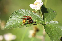 Hornet (Vespa crabro) worker decapitating Honey Bee (Apis mellifera) prey before flying off with it. Surrey, UK