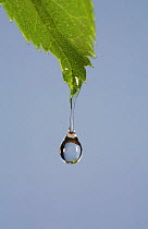 Water with added glycerin dripping from a rose leaf showing the effects of increased viscosity. UK