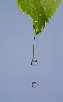 Water dripping from a Rose leaf, digital composite, UK