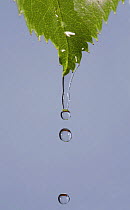 Water dripping from a Rose leaf,  UK