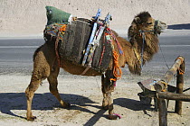 Kapadokian camel tethered beside road, Turkey.