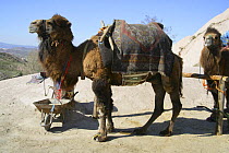 Kapadokian camel tethered, Turkey.