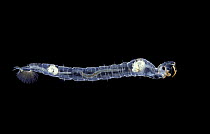 Phantom Midge (Chaoborus crystallinus) larva hangs motionless in the water with the aid of air bubbles fore and aft, maintaining its body in the horizontal position. Surrey, UK