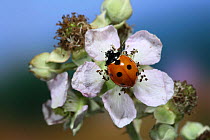 RF- Seven-spot Ladybird (Coccinella septempunctata) on Bramble flower, digitally enhanced. Surrey, UK. (This image may be licensed either as rights managed or royalty free.)