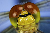 Close up of eyes of Common Darter Dragonfly (Sympetrum striolatum) newly emerged adult, Surrey, UK