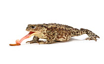 Common European Toad (Bufo bufo) female sticking out tongue to feed on mealworm, Captive, UK, sequence 2/3