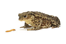 Common European Toad (Bufo bufo) female about to feed on mealworm, Captive, UK, sequence 1/3