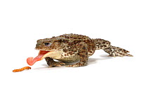 Common European Toad (Bufo bufo) female sticking out tongue to feed on mealworm, Captive, UK, sequence 2/3